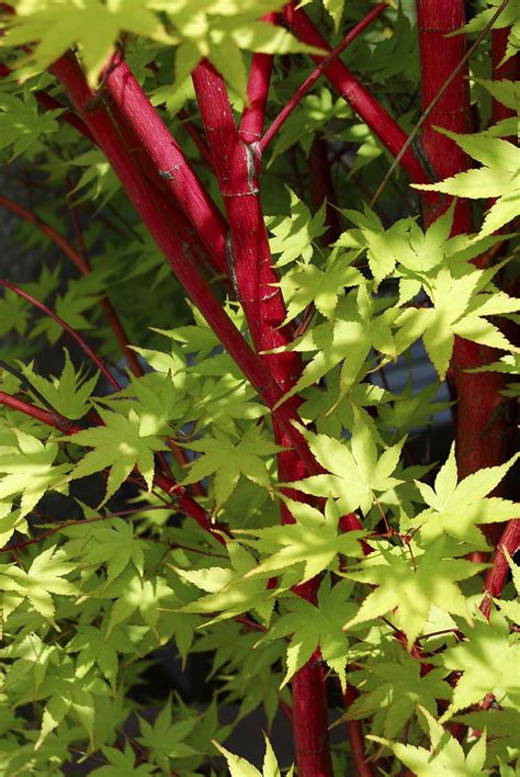 Coral spell japanese maple